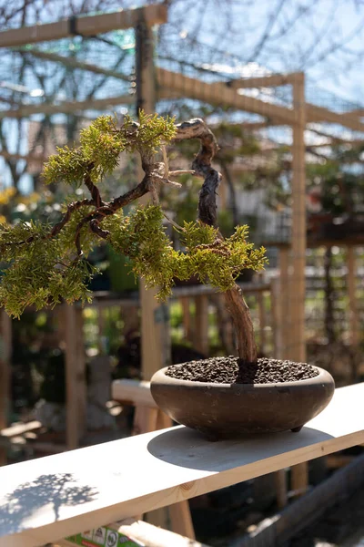 Bonsai minyatür ağaçlardır. Kökleri budarak ve küçülterek yıllarca kasten cüce olarak saklanırlar.