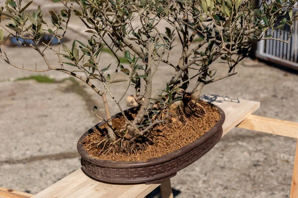 Bonsai minyatür ağaçlardır. Kökleri budarak ve küçülterek yıllarca kasten cüce olarak saklanırlar.