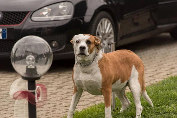 evcil köpekler evde