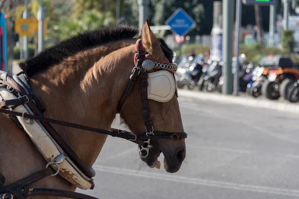 Paarden Met Oogkleppen Wachten — Stockfoto