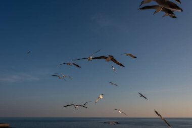 Akdeniz 'de gökyüzü ve bulutların arka planında uçan martılar.