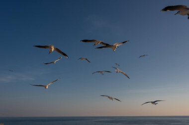 Akdeniz 'de gökyüzü ve bulutların arka planında uçan martılar.