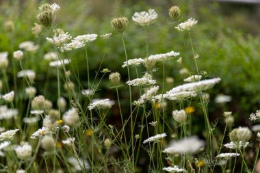 Yeşil çayır üzerinde beyaz dağ çiçekleri