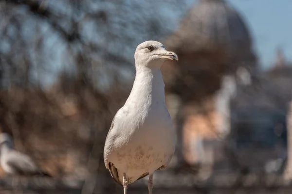 Seagull Wall Background City Rome — Stock Photo, Image