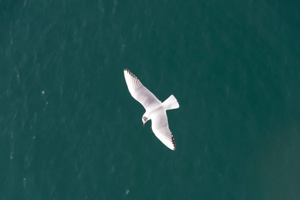 Gaivotas Voando Mar Mediterrâneo Com Fundo Céu Nuvens — Fotografia de Stock