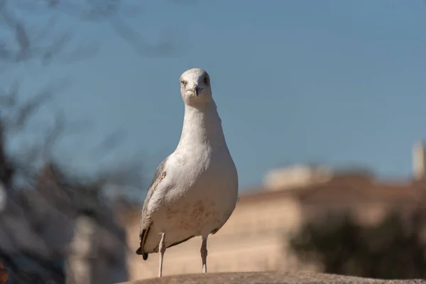 Seagull Wall Background City Rome — Stock Photo, Image