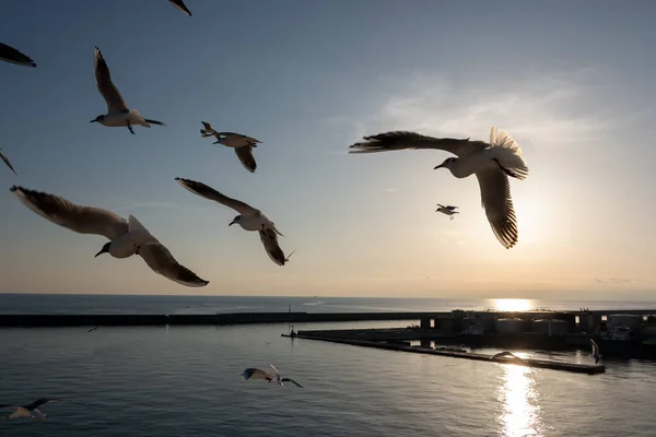 Gaivotas Voando Mar Mediterrâneo Com Fundo Céu Nuvens — Fotografia de Stock