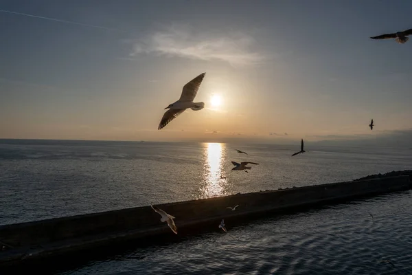 Gaviotas Volando Mar Mediterráneo Con Fondo Cielo Nubes — Foto de Stock