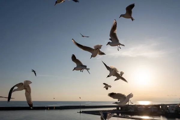 Gaviotas Volando Mar Mediterráneo Con Fondo Cielo Nubes — Foto de Stock