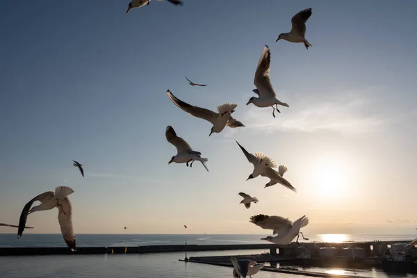 Mouettes Volant Dans Mer Méditerranée Avec Fond Ciel Nuages — Photo