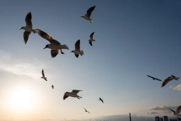 Seagulls Flying Mediterranean Sea Background Sky Clouds — Stock Photo, Image