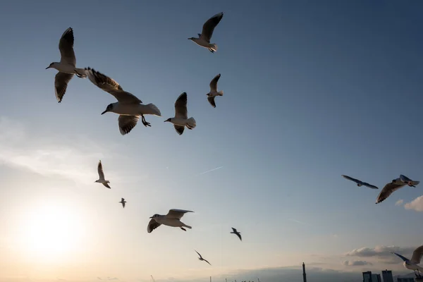 Gaivotas Voando Mar Mediterrâneo Com Fundo Céu Nuvens — Fotografia de Stock