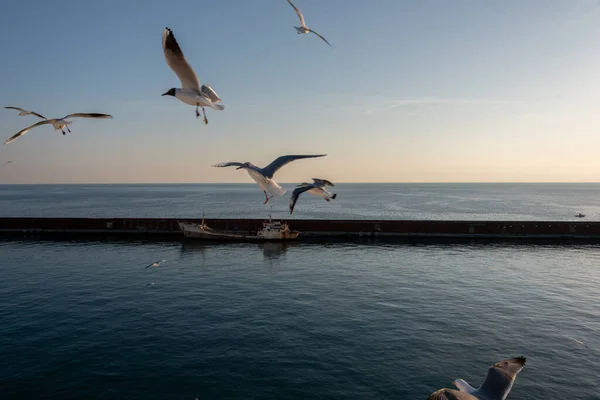 Gaivotas Voando Mar Mediterrâneo Com Fundo Céu Nuvens — Fotografia de Stock