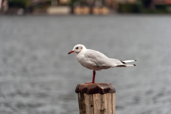 Gaivota Tronco Com Fundo Lago — Fotografia de Stock