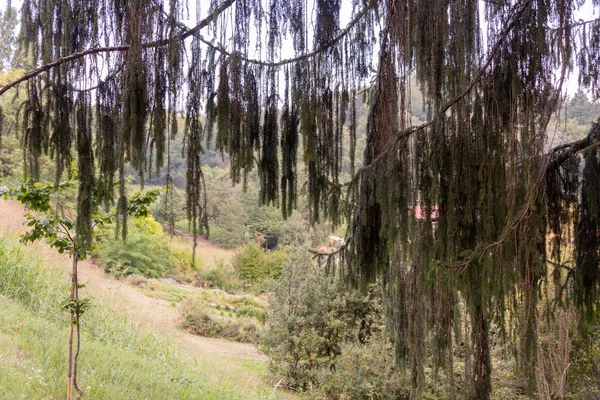 Una Hermosa Vista Del Campo Con Bosque Fondo — Foto de Stock