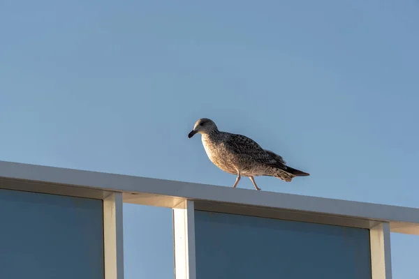 Seagulls Deck Cruise Ship — Stock Photo, Image