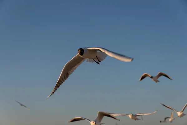 Gaivotas Voando Mar Mediterrâneo Com Fundo Céu Nuvens — Fotografia de Stock