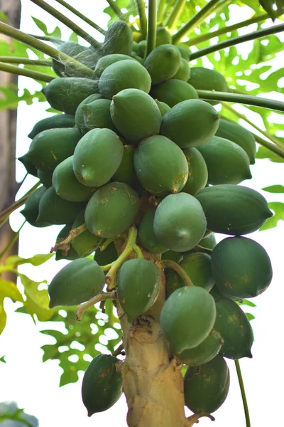 木瓜、木瓜或当铺是木瓜科植物，是木瓜科22个被接受的物种之一. — 图库照片