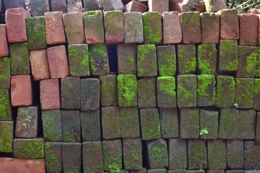 Eski bir çürümüş tuğla duvar üzerinde büyüyen bitkiler ve moloz dönüm tuğla parçaları vardır