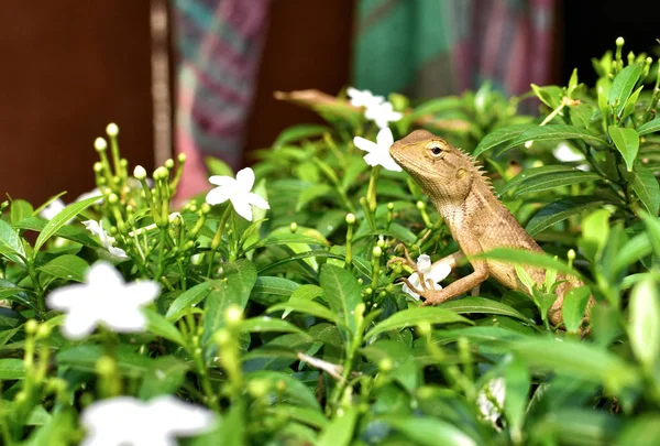 The oriental garden lizard, eastern garden lizard, bloodsucker or changeable lizard is an agamid lizard found widely distribute.