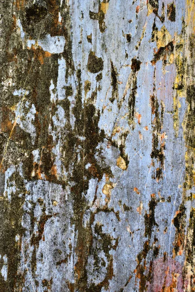 Old Lime Wash Plaster Wall With Cracked Surface Horizontal Empty Grunge Background.