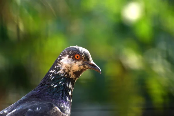 Strzał gołębia ognistego z bliska (Columba livia domestica). — Zdjęcie stockowe