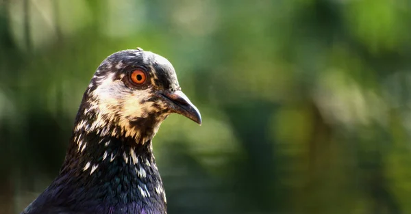 Un primer plano de la cabeza de una Paloma Feral (Columba livia domestica ). —  Fotos de Stock