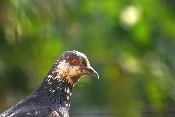 Um tiro na cabeça close-up de um pombo Feral (Columba livia domestica ). — Fotografia de Stock