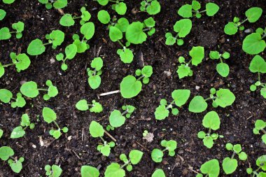 Bahçedeki küçük fidan ağacı. Himalaya dağındaki kazanda bir fidan resmi