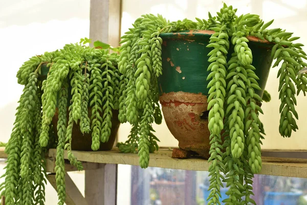 Sedum Morganianum Åsnans Svans Eller Åsnans Svans Blomsterväxt Familjen Crassulaceae — Stockfoto