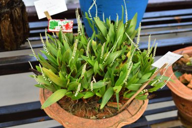 Dendrochilum, orkide familyasında yer alan epifiz, litofizik ve karada yetişen birkaç bitki cinsidir. Bu cinsin adı Antik Yunanca 'da Dendron kelimesinden türetilmiştir ve ya cheilos ya da chilos, çiçeklerin büyük dudağını ima eder.