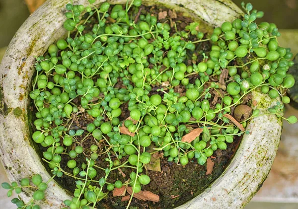 Sedum Rubrotinctum Sedum Rubrotinctum Comúnmente Conocido Como Jelly Beans Jelly — Foto de Stock