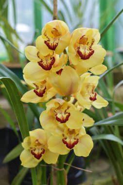 Sarı Cymbidium Orkideleri (tekne orkidesi) serada çiçek açıyor. Makro. Orkide deseni. Orkide arkaplanı