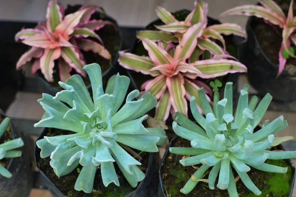 Echeveria Runyanii Topsy Turvy Une Poule Mexicaine Poussins Succulents Petit — Photo