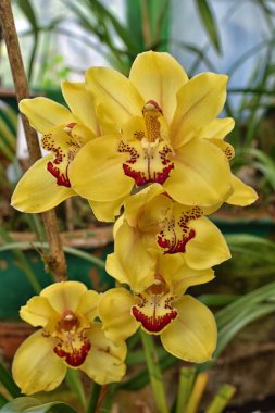 Sarı Cymbidium Orkideleri 'nin (tekne orkidesi) serada açan çiçeklerinin yakın plan resmini çek. Makro. Orkide deseni. Orkide arkaplanı