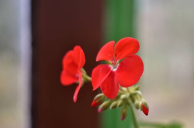 Çiçek kırmızısı sardunya. İzole edilmiş arka plan. Yakın plan. Gölgeler olmadan. Tasarım için. Doğa. seçici odak.