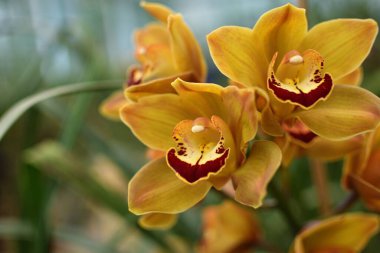 Sarı Cymbidium Orkideleri 'nin (tekne orkidesi) serada açan çiçeklerinin yakın plan resmini çek. Makro. Orkide deseni. Orkide seçici odak arkaplanı