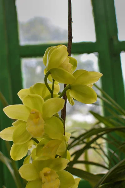 Yellow Phalaenopsis Moth Dendrobium Orchid Flower Yellow Orchids Isolated Blur — Stock Photo, Image