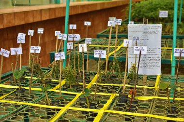 Ekoloji kavramı. Fide zengin topraktan büyüyor. Küçük derinlik-in tarla. Genç bitkiler içinde kreş plastik tepsi sebze çiftliğinde. Görünümü kapatın.