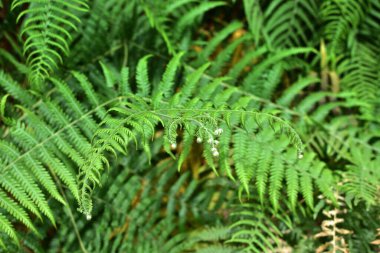 Mükemmel doğal eğrelti otu deseni. Genç yeşil eğreltiotu yapraklarıyla yapılmış güzel bir arka plan..