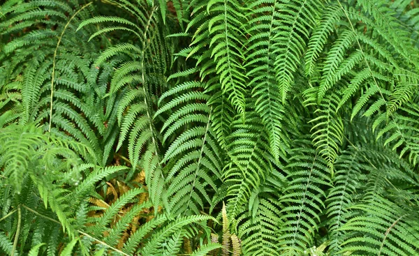 Perfektes Natürliches Farnmuster Schöner Hintergrund Mit Jungen Grünen Farnblättern — Stockfoto