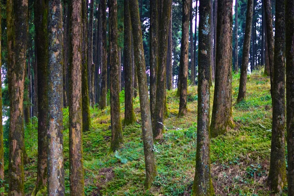 Floresta Negra Mágica Paisagem Florestal Outono Com Raios Luz Quente — Fotografia de Stock