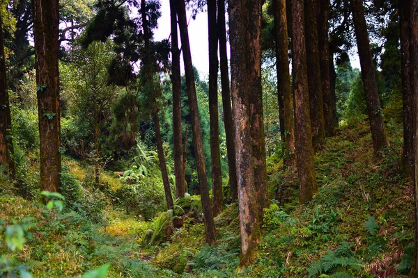 Floresta Negra Mágica Paisagem Florestal Outono Com Raios Luz Quente — Fotografia de Stock