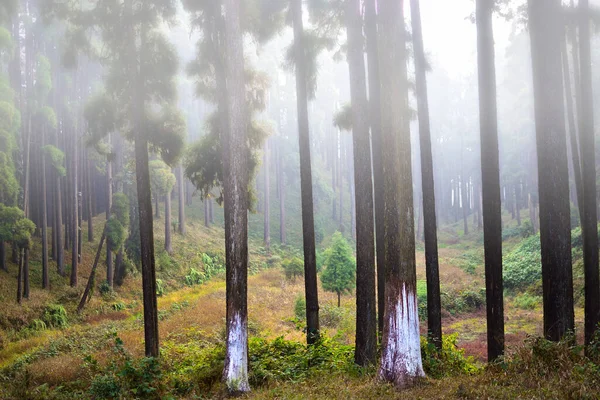 Foggy Pine Forest Trees Backlit Golden Sunlight Sunrise Sun Rays — Stock Photo, Image