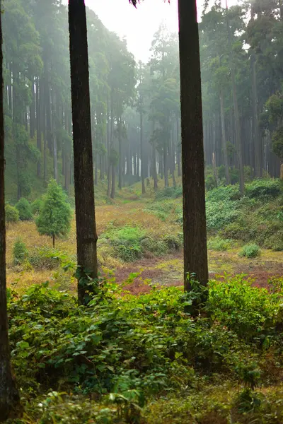 木漏れ日に照らされた木漏れ日の木漏れ日の木漏れ日 ヒマラヤの山の森の背景 — ストック写真