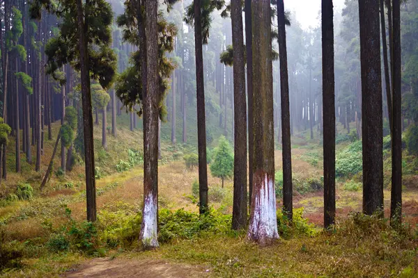 木漏れ日に照らされた木漏れ日の木漏れ日の木漏れ日 ヒマラヤの山の森の背景 — ストック写真