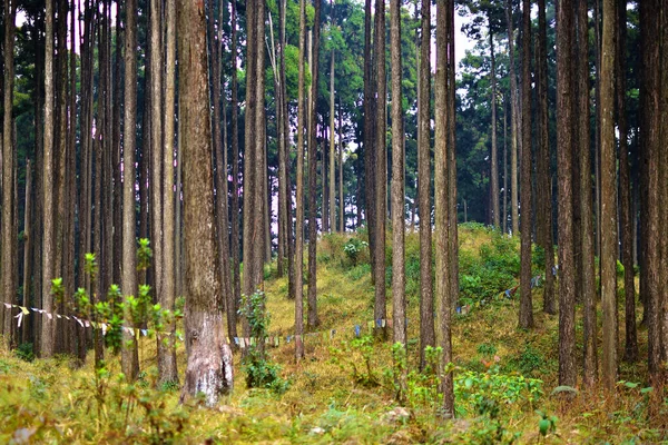Floresta Arborizada Árvores Retroiluminadas Pela Luz Solar Dourada Antes Pôr — Fotografia de Stock