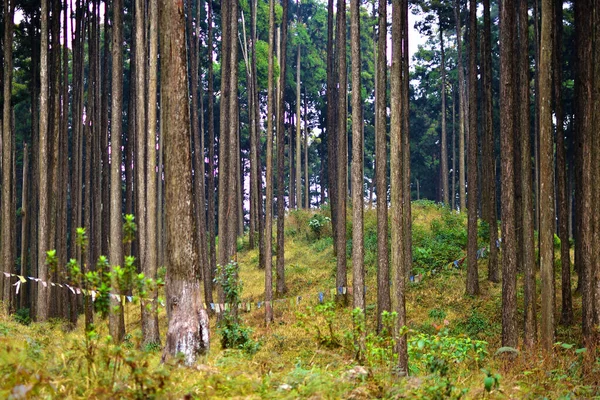 Arbres Forestiers Boisés Rétro Éclairés Par Lumière Dorée Soleil Avant — Photo