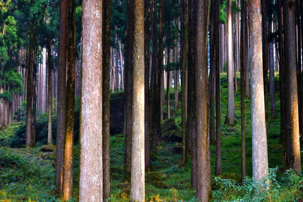 Sihirli Karanlık Orman Sonbahar Ormanı Manzarasında Sıcak Işık Huzmeleri Var — Stok fotoğraf