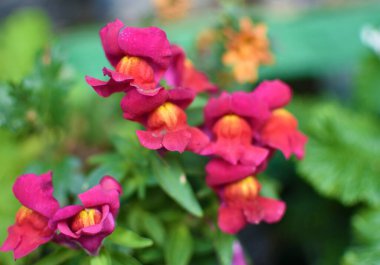 Bahçedeki pembe aslanağzı çiçekleri (Antirrhinum). Çiçeklere yakın, doğa arka planı. Ev dekoratif tasarımı için kullan.